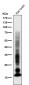 Anti-Myelin Basic Protein MBP Rabbit Monoclonal Antibody